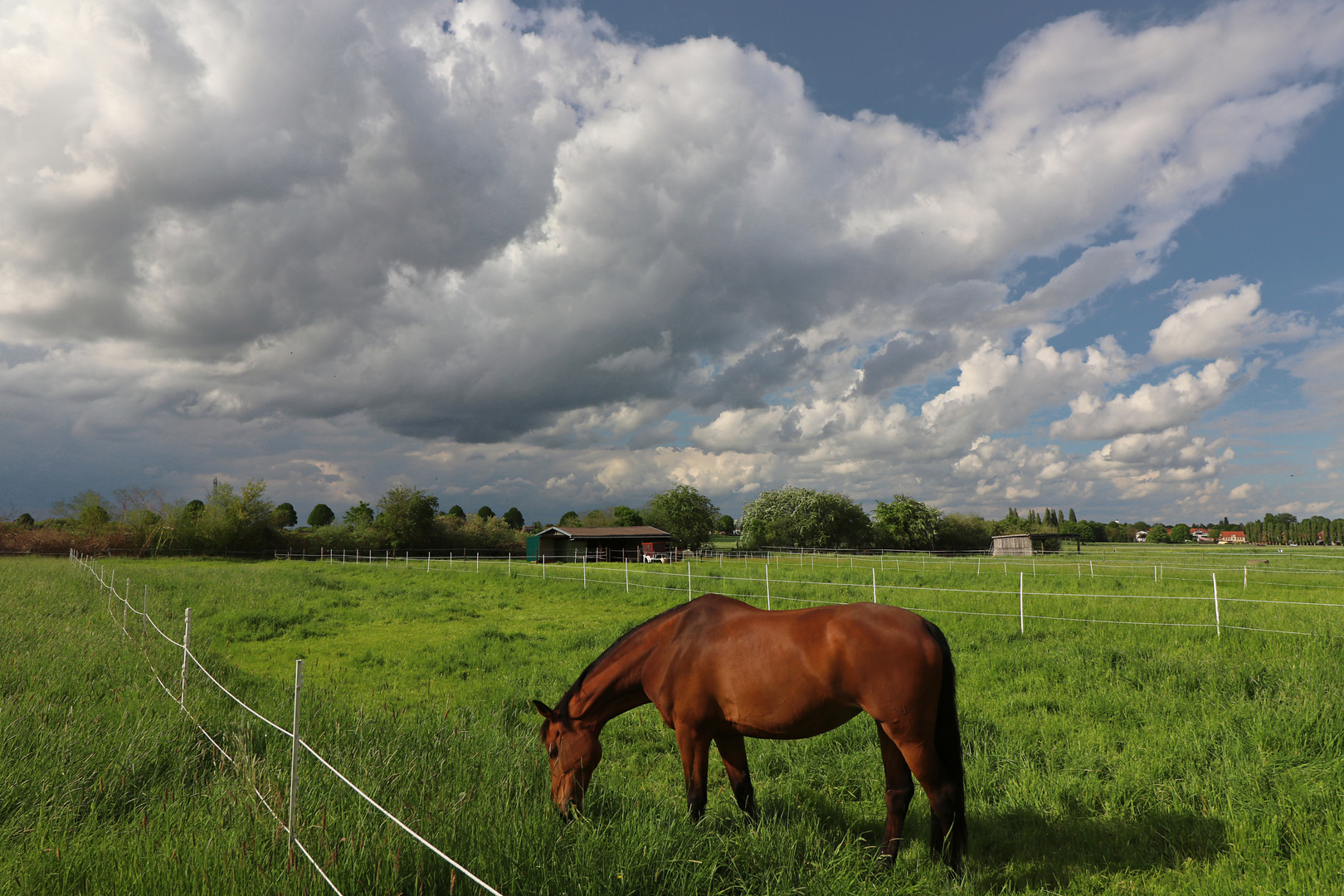 Pferdeweiden in der Feldmark Foto & Bild | mai, landschaften, bäume ...