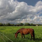 Pferdeweiden in der Feldmark