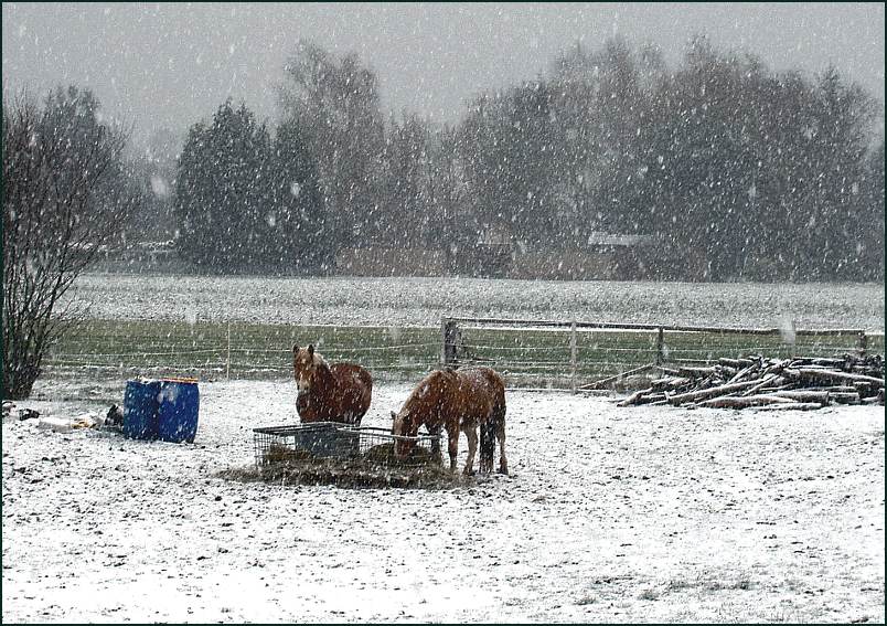 Pferdewetter