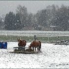 Pferdewetter