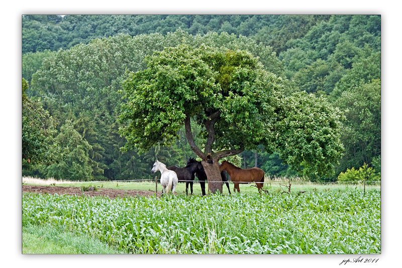 Pferdewetter...