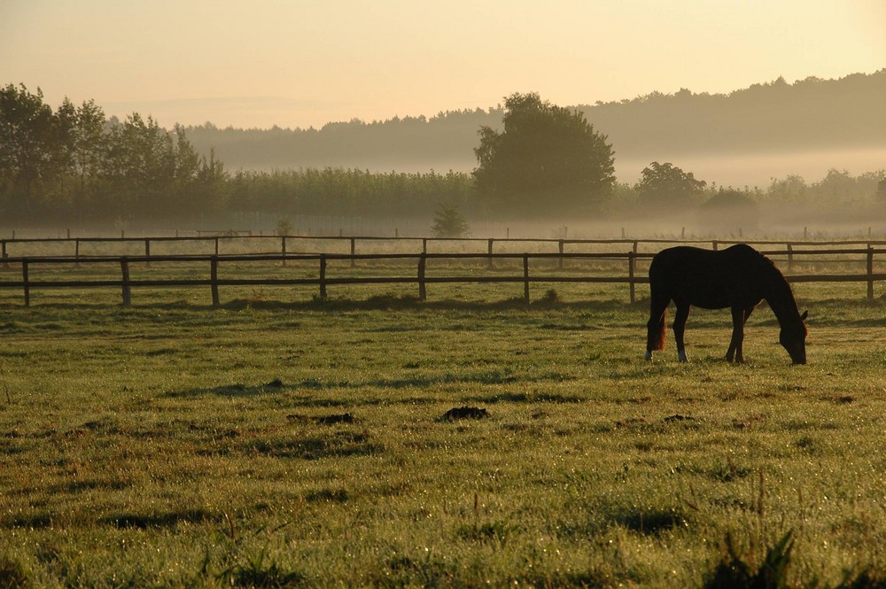 Pferdewiese am Morgen