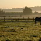 Pferdewiese am Morgen