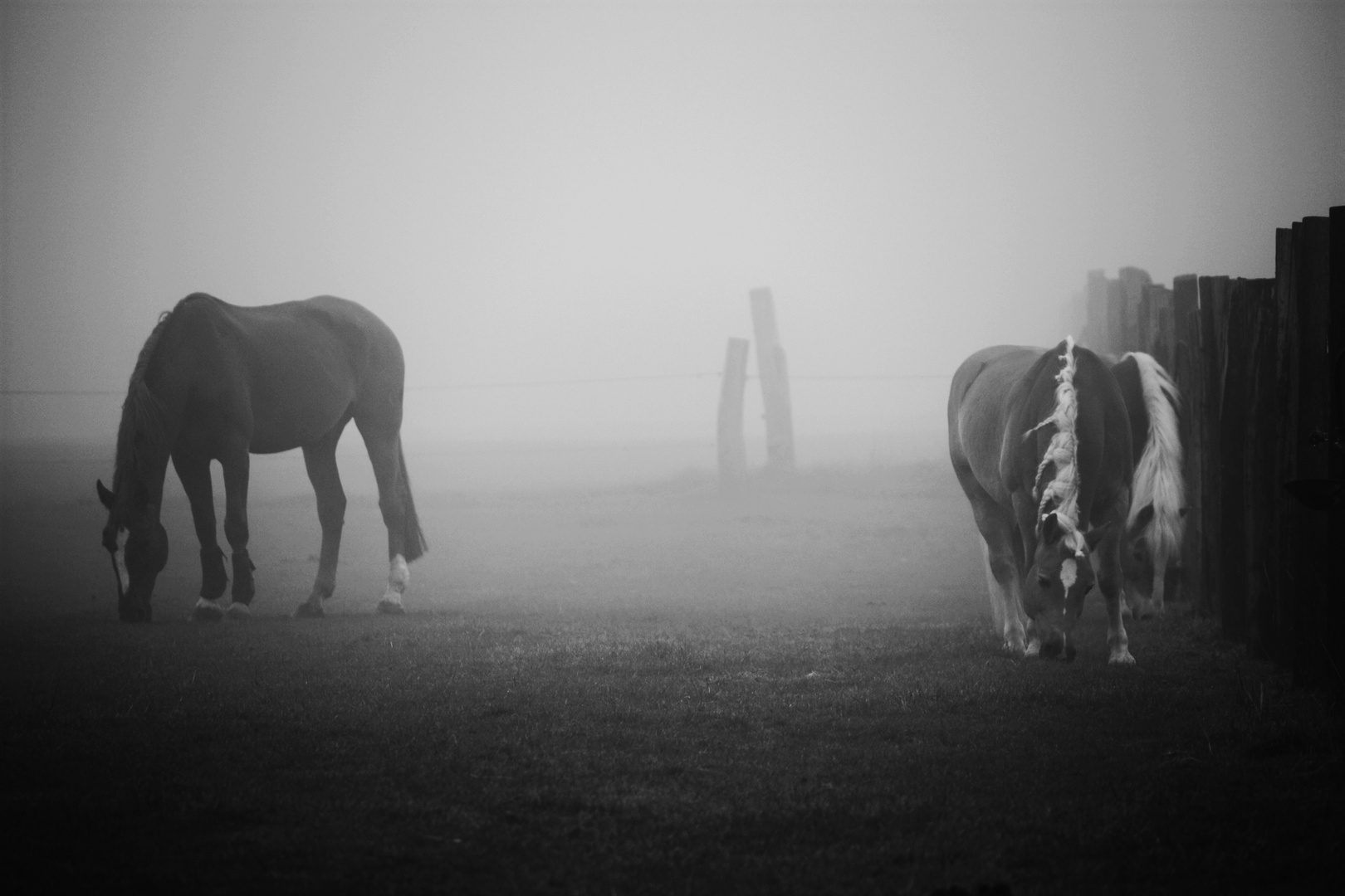 Pferdewiese im Nebel