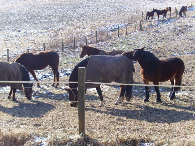 Pferdewiese im Winter