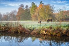 Pferdewiese in bester Lage