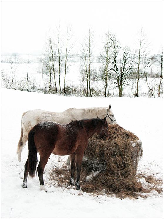 Pferdewinter