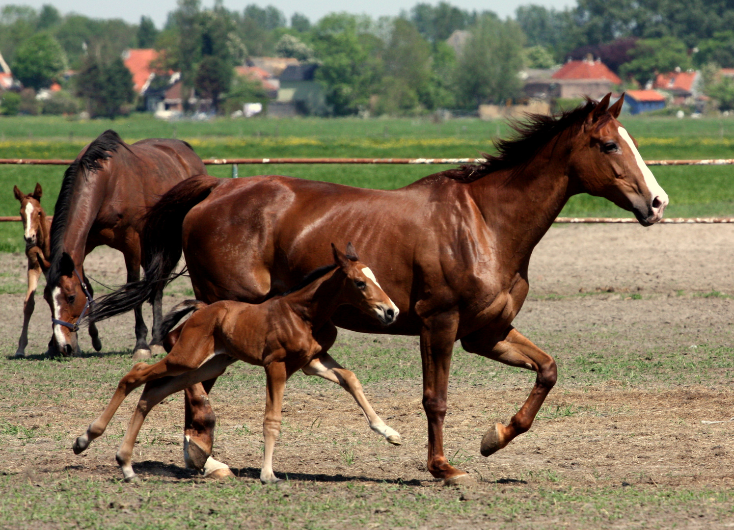 Pferdezucht in Nordholland