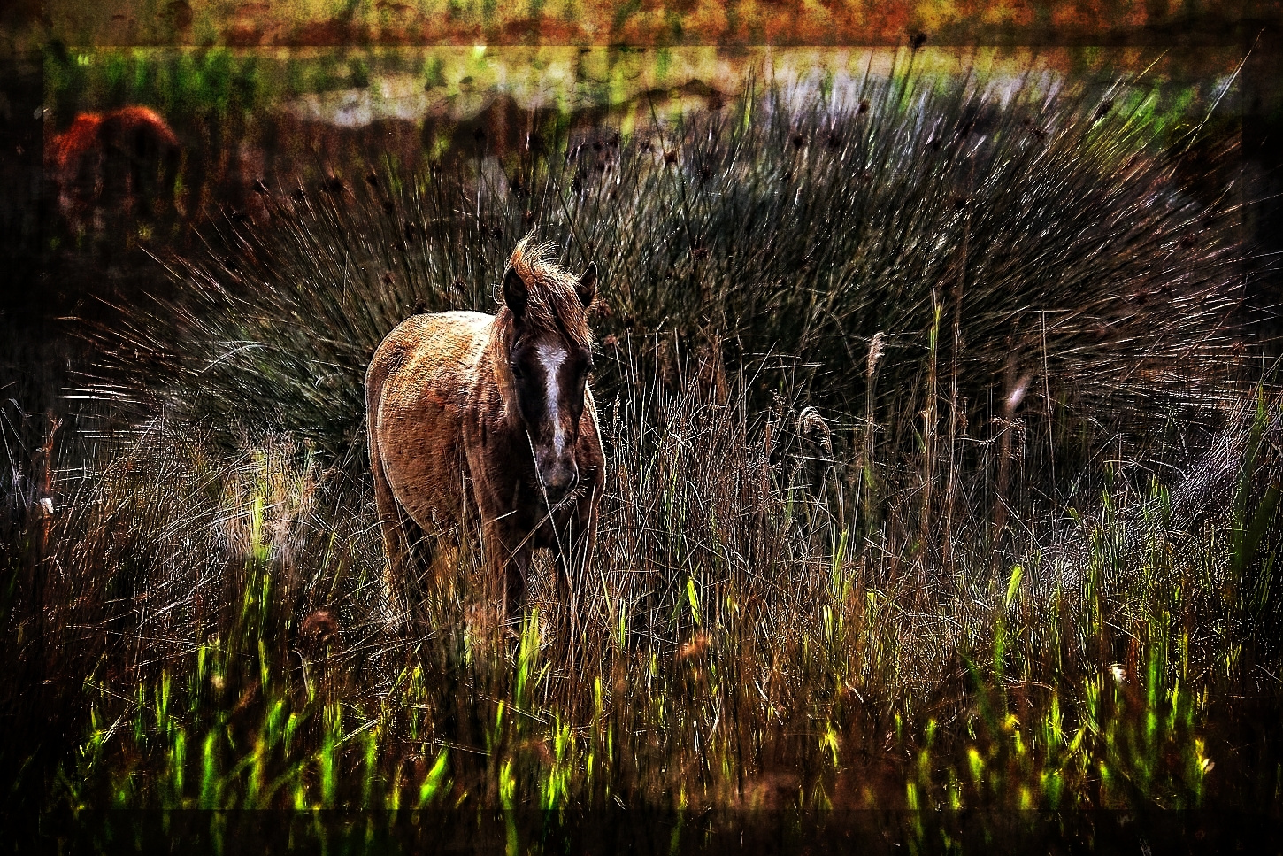 "Pferd'l, auf Mallorca"