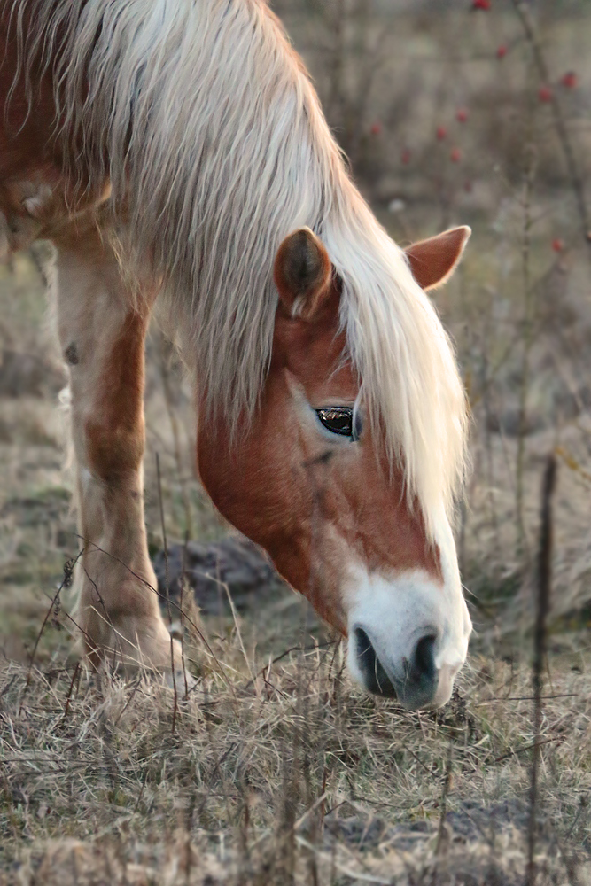 PFERD'L