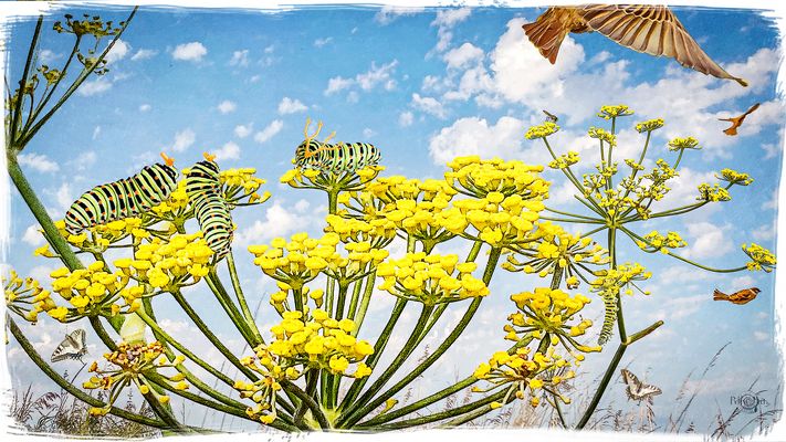 Pfff ... der Angeber ...