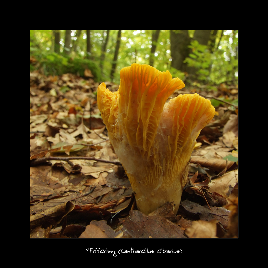 Pfifferling (Cantharellus cibarius)