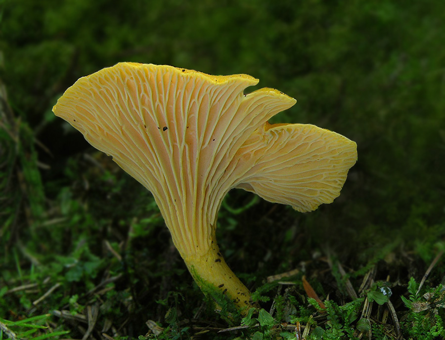 Pfifferling (Cantharellus cibarius) Foto &amp; Bild | pflanzen, pilze ...