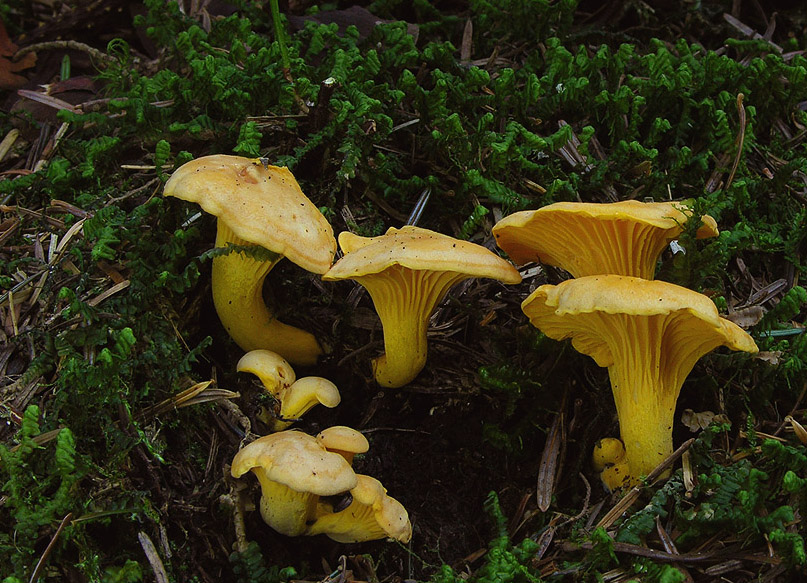 Pfifferling (Cantharellus cibarius)