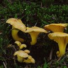 Pfifferling (Cantharellus cibarius)