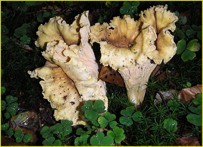 Pfifferling, Eierschwamm oder Reherl (Cantharellus cibarius) resp. amethysteus