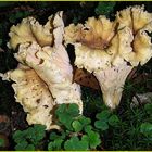 Pfifferling, Eierschwamm oder Reherl (Cantharellus cibarius) resp. amethysteus