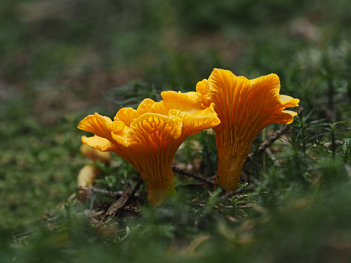 ...Pfifferlinge... Foto &amp; Bild | wald, makro, natur Bilder auf ...