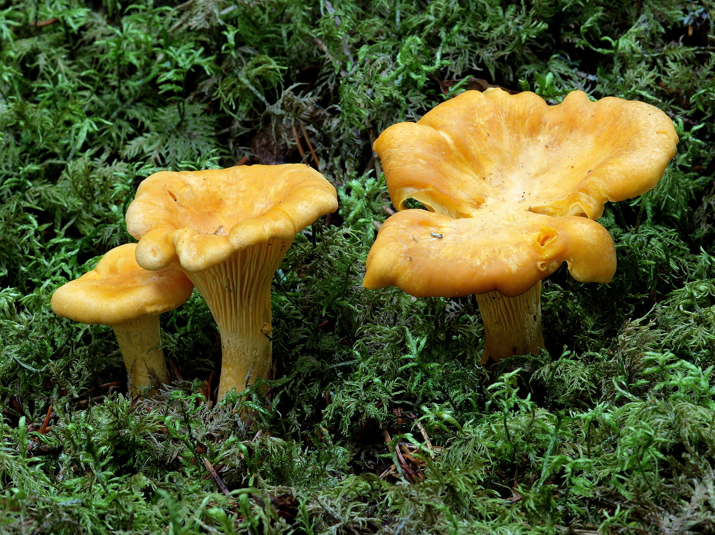 Pfifferlinge,  Cantharellus cibarius