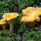 Pfifferlinge,  Cantharellus cibarius