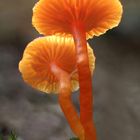 Pfifferlings-Saftling (H. cantharellus)