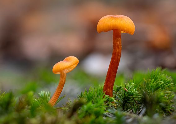 Pfifferlingsähnlicher Saftling (Hygrocybe Cantharellus)