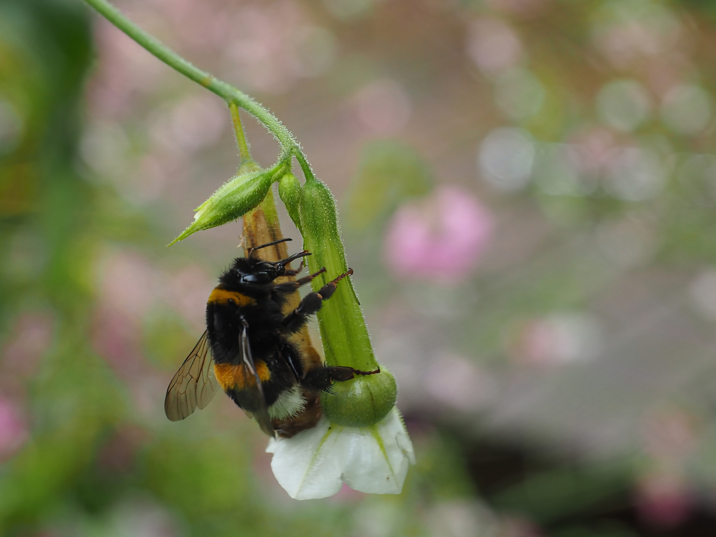 Pfiffige Hummel