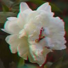 Pfingsrose Anaglyph (ja, ich weiß, Pfingsten ist vorbei *gg*)