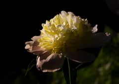 Pfingsrose im Abendlicht