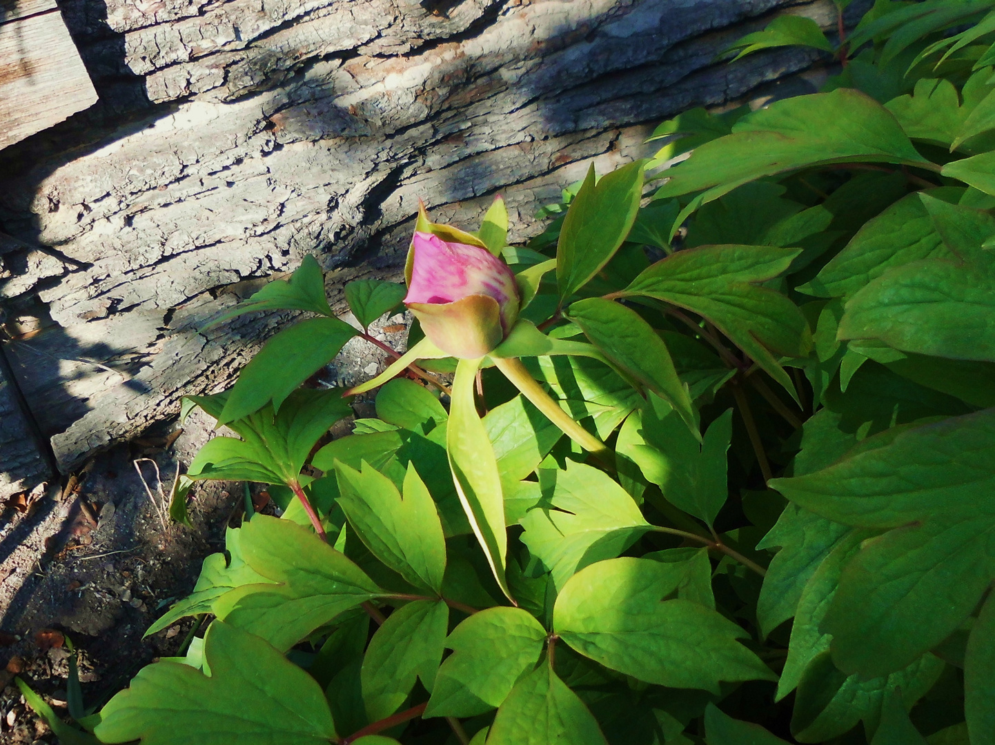 Pfingsrose im Garten