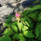 Pfingsrose im Garten