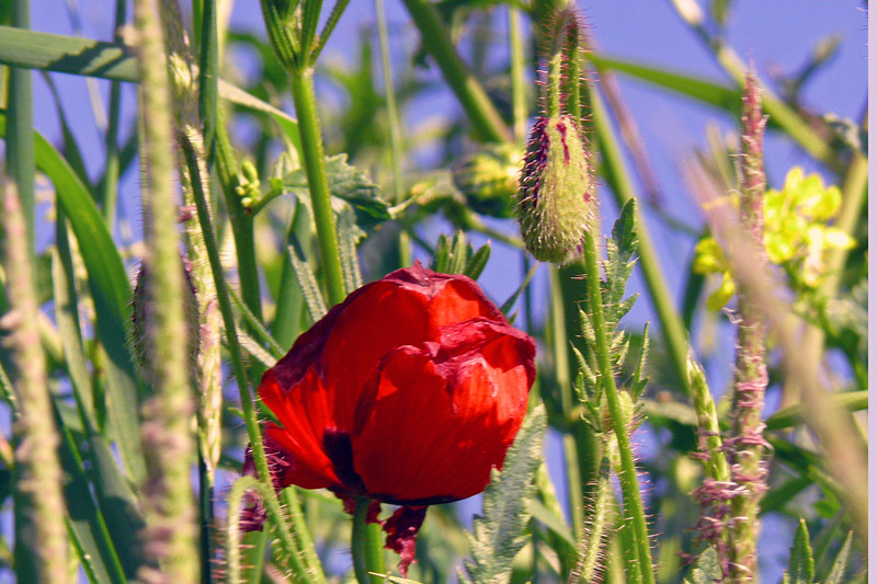 Pfingst Mohn tag