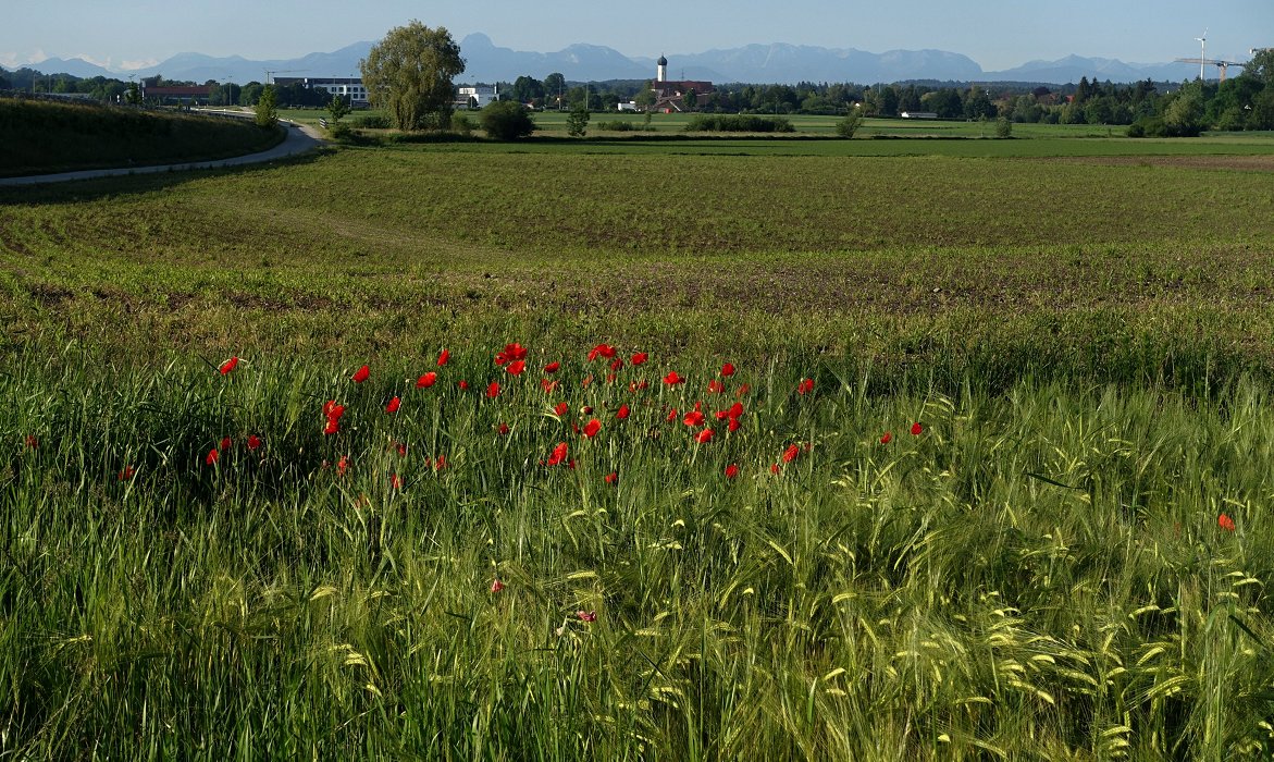 Pfingst-Mohn-Tag