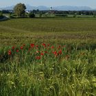 Pfingst-Mohn-Tag