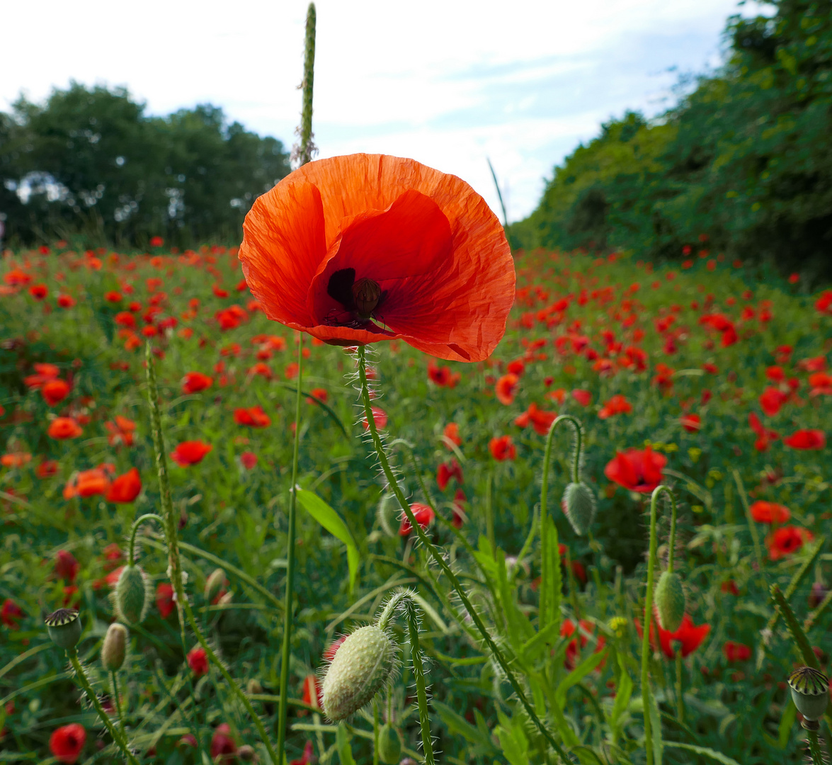 Pfingst mohn tag...