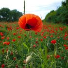 Pfingst mohn tag...