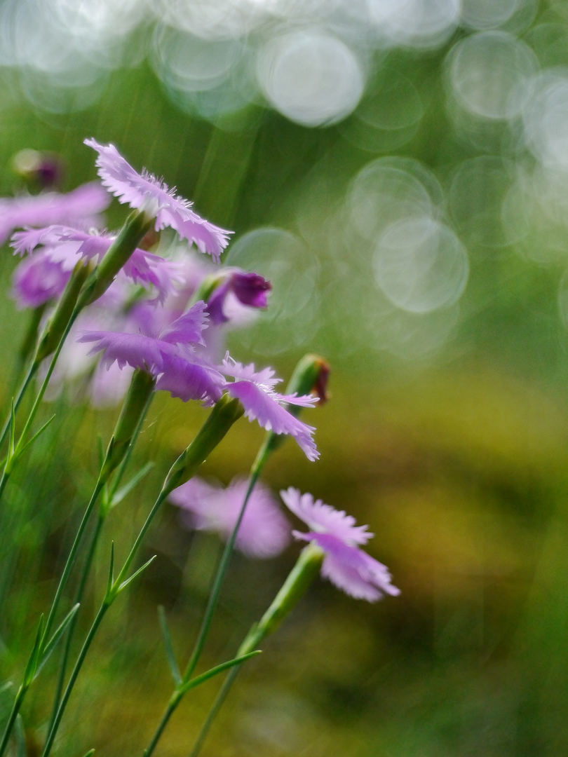  Pfingst-Nelke (Dianthus gratianopolitanus)