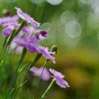  Pfingst-Nelke (Dianthus gratianopolitanus)