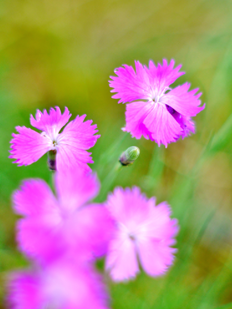  Pfingst-Nelke (Dianthus gratianopolitanus)