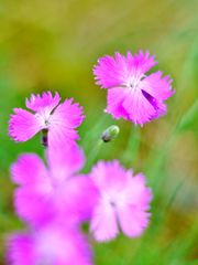  Pfingst-Nelke (Dianthus gratianopolitanus)