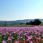 Pfingstausflug in Richtung Mohnfeld