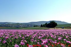 Pfingstausflug in Richtung Mohnfeld