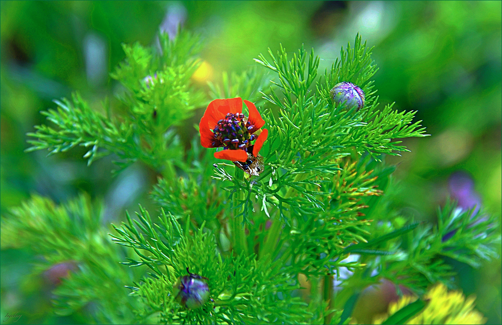 Pfingsten, das liebliche Fest Foto & Bild | outdoor, natur ...