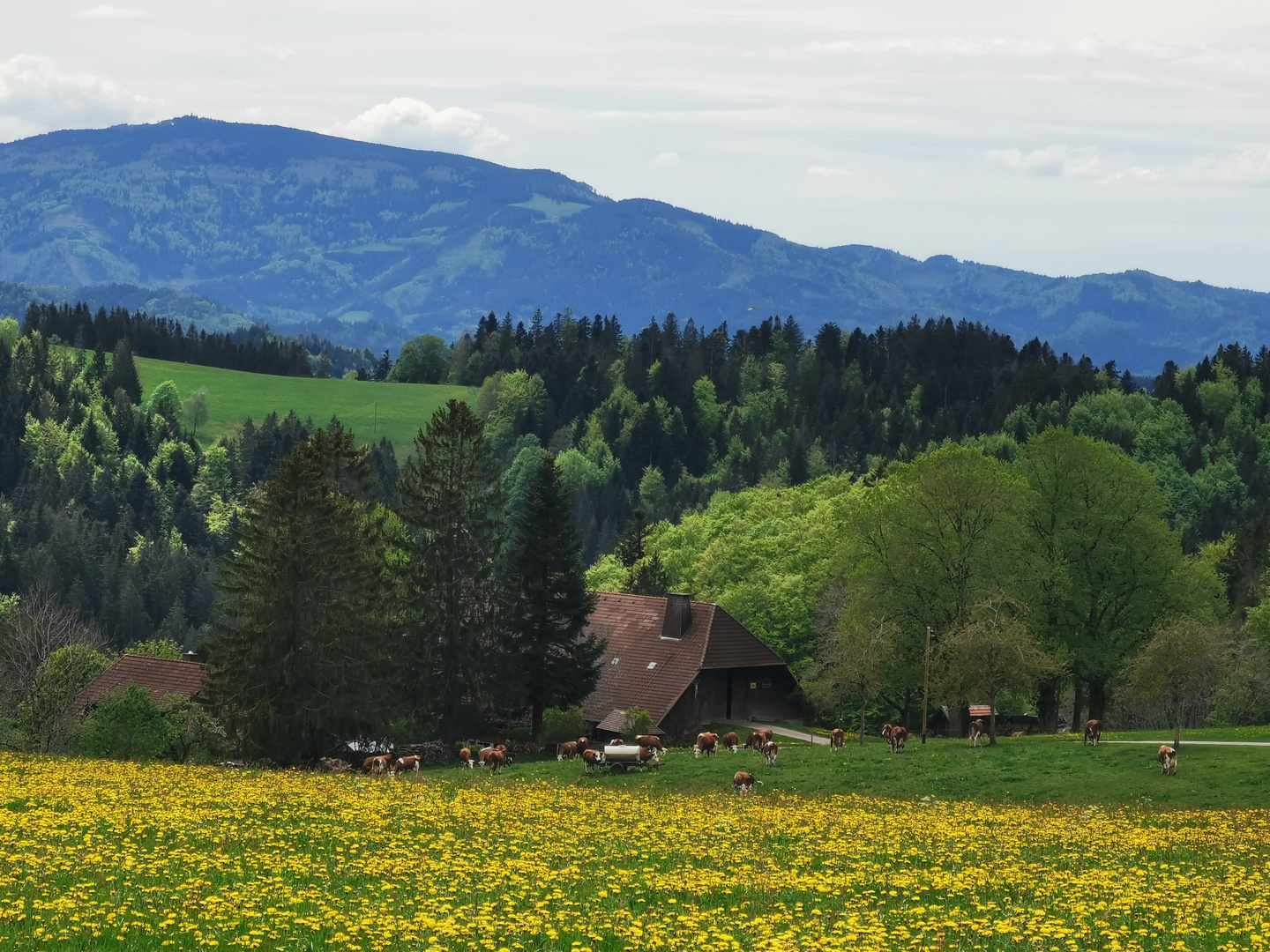 Pfingsten im Hochschwarzwald 