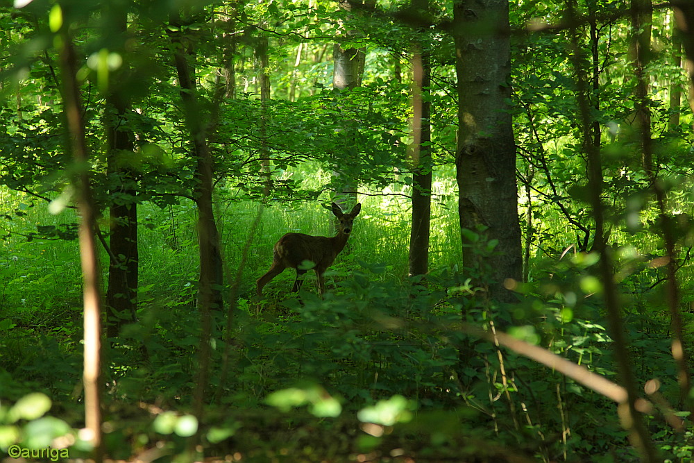 Pfingsten im Wald...