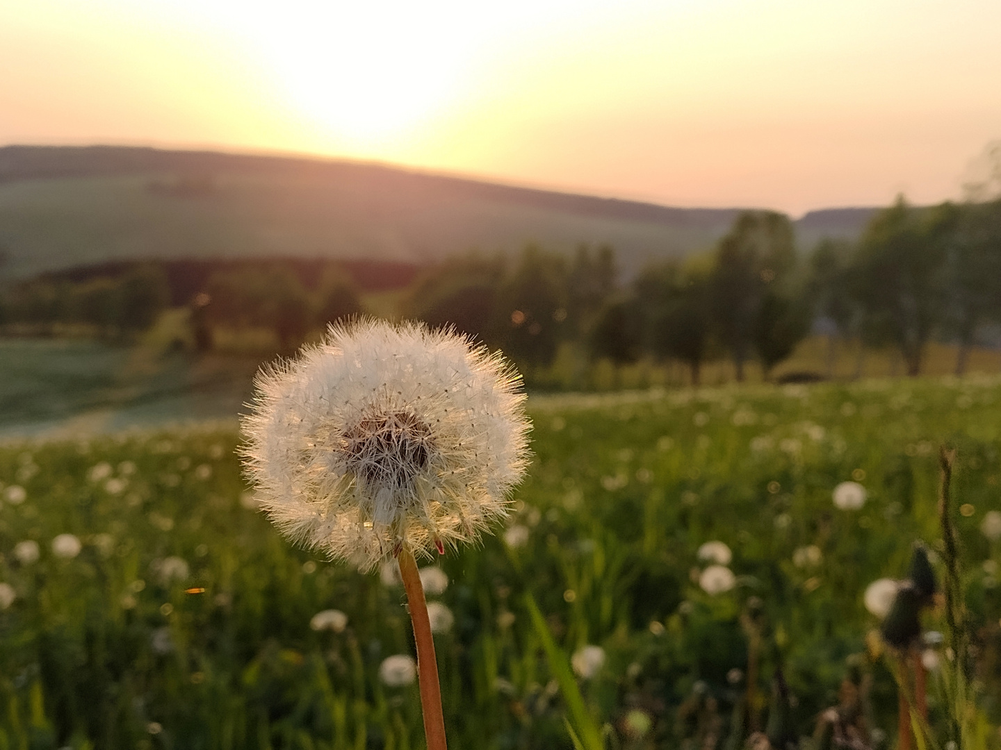 Pfingsten mit Sonne 