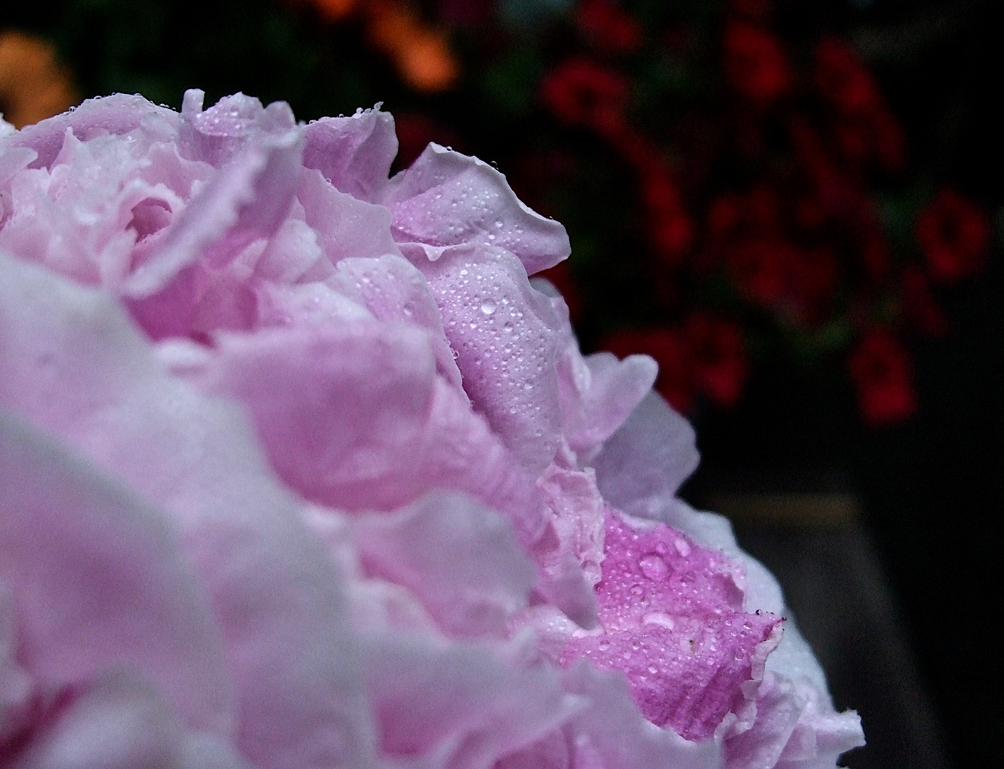 Pfingsten naht in rosa Blüte. ;-)