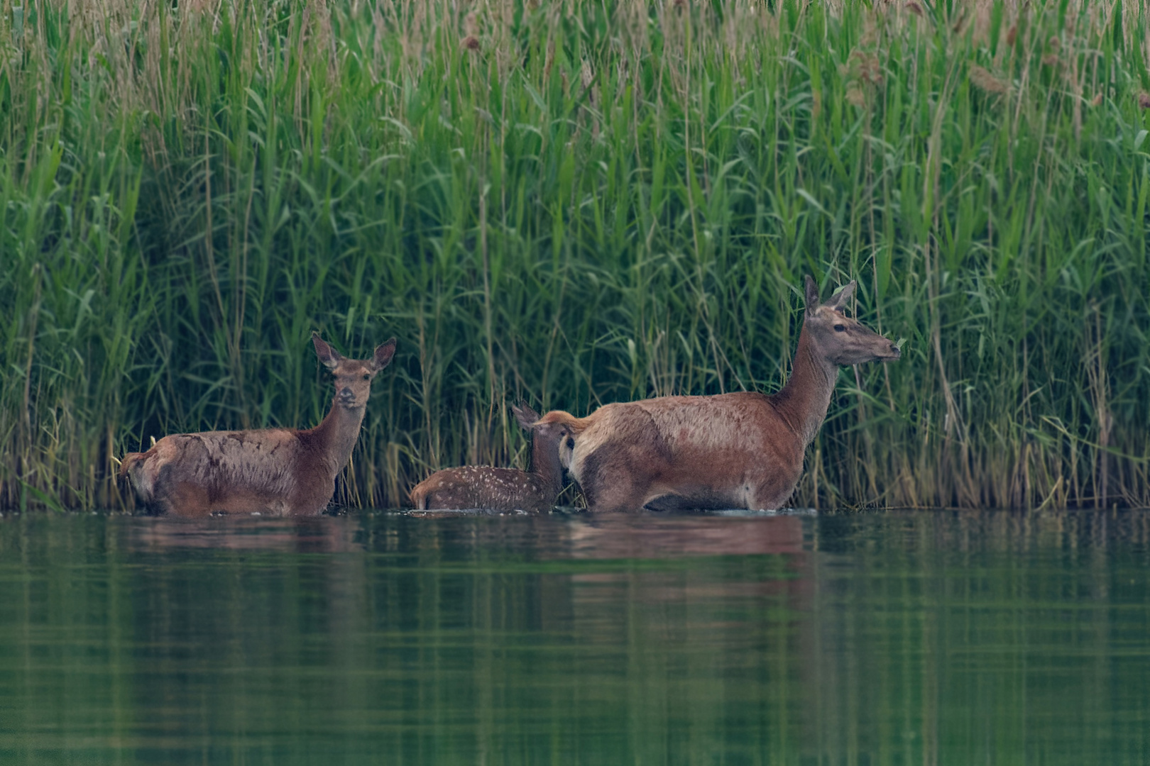 Pfingsten.. Rotwild im Wasser -DOKU- 