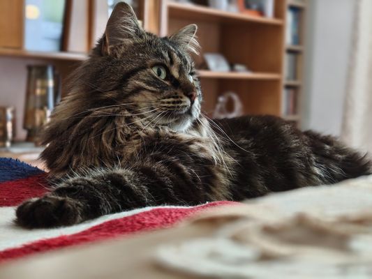 Pfingstgrüße von Luna