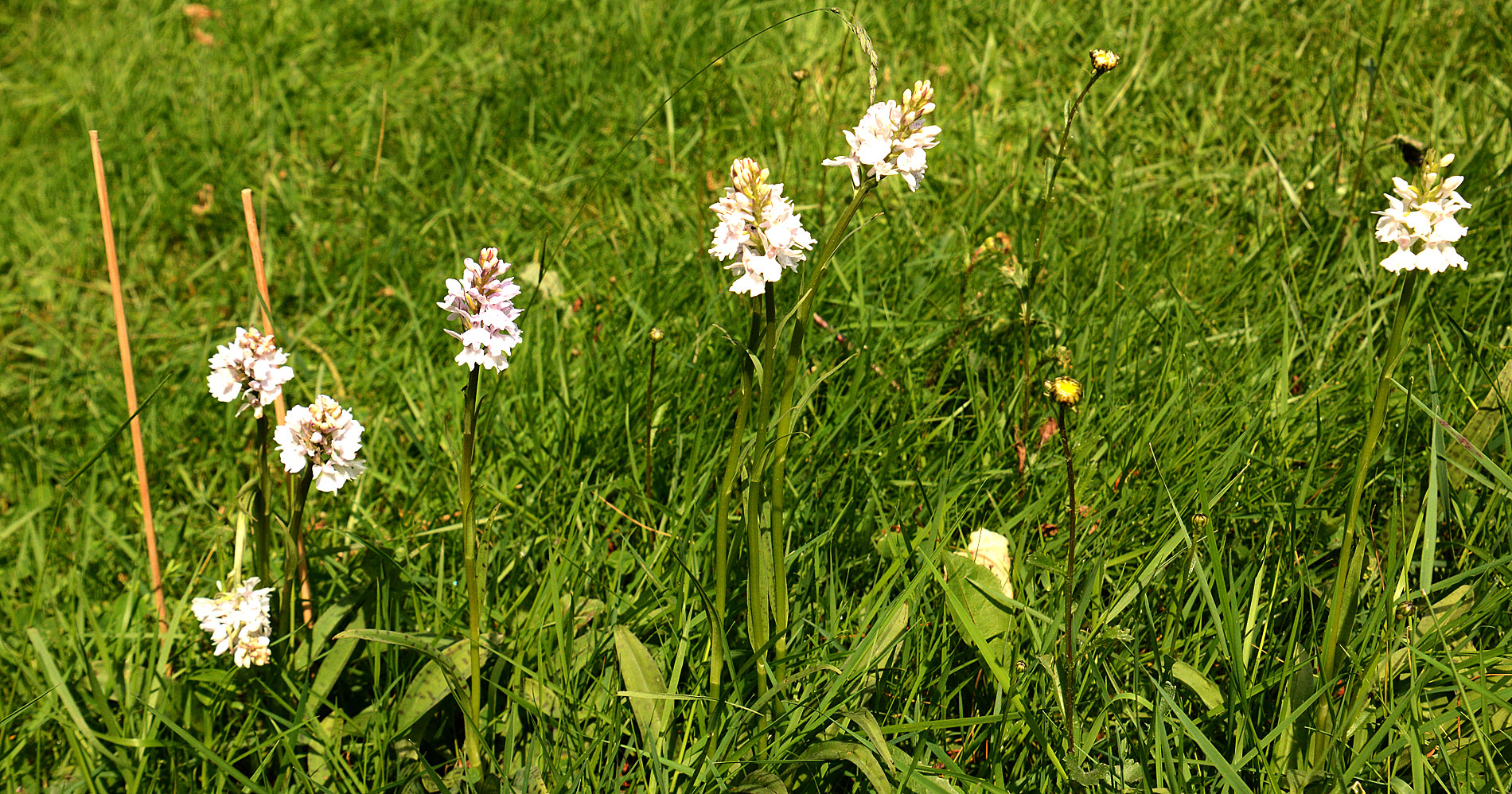 Pfingstgruß mit meinen erblühten wildwachsenden Orchideen